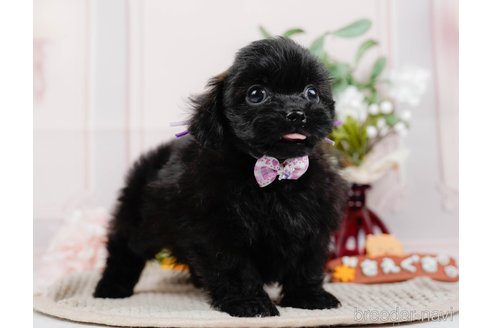 成約済の神奈川県のミックス犬-317365の15枚目
