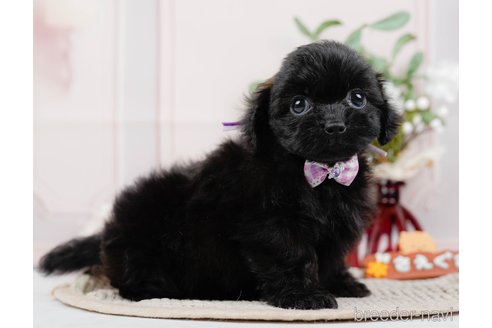 成約済の神奈川県のミックス犬-317365の10枚目