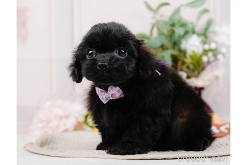 成約済の神奈川県のミックス犬-317365の11枚目