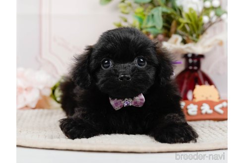 成約済の神奈川県のミックス犬-317365の4枚目