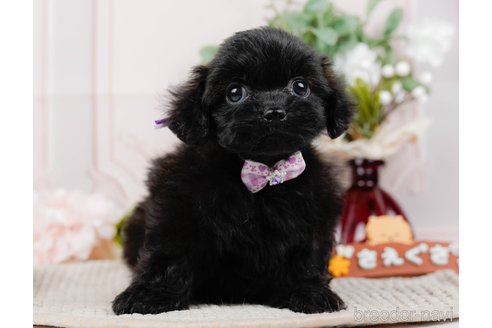 成約済の神奈川県のミックス犬-317365の5枚目