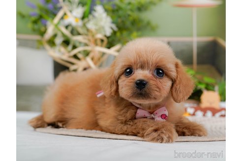 成約済の神奈川県のミックス犬-317366の12枚目