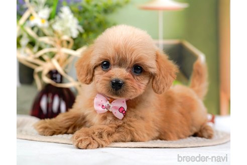 成約済の神奈川県のミックス犬-317366の13枚目