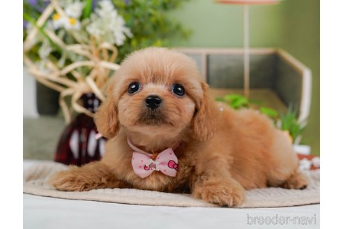 成約済の神奈川県のミックス犬-317366の5枚目