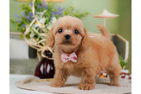 成約済の神奈川県のミックス犬-317366の6枚目