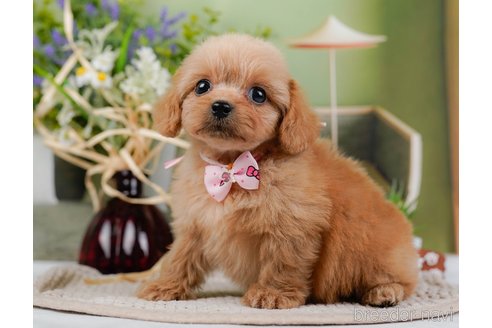 成約済の神奈川県のミックス犬-317366の7枚目