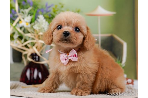 成約済の神奈川県のミックス犬-317366の8枚目