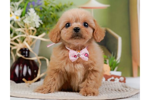 成約済の神奈川県のミックス犬-317366の2枚目