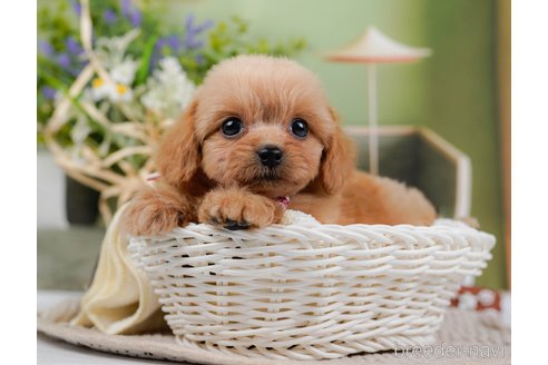 成約済の神奈川県のミックス犬-317366の3枚目