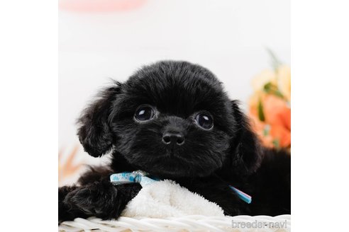 成約済の神奈川県のミックス犬-317367の8枚目