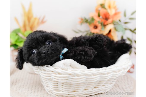 成約済の神奈川県のミックス犬-317367の9枚目