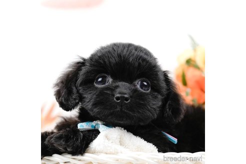 成約済の神奈川県のミックス犬-317367の11枚目