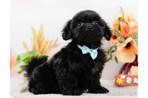 成約済の神奈川県のミックス犬-317367の12枚目