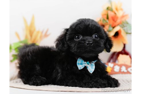 成約済の神奈川県のミックス犬-317367の3枚目
