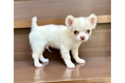 成約済の埼玉県のチワワ(ロングコート)-308249の2枚目