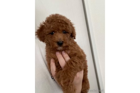 成約済の東京都のトイプードル-315577の2枚目