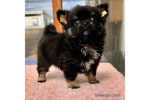 成約済の群馬県のチワワ(ロングコート)-314797の7枚目