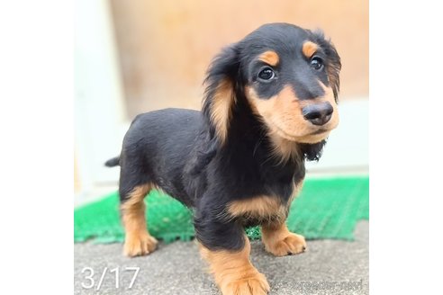 成約済の埼玉県のミニチュアダックスフンド(ロングヘアード)-311039の5枚目