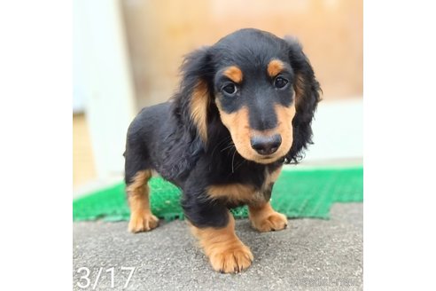 成約済の埼玉県のミニチュアダックスフンド(ロングヘアード)-311039の2枚目