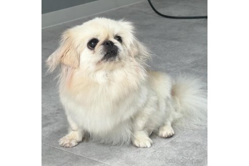 だいふくちゃん1枚目