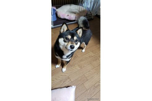 ネルちゃん1枚目