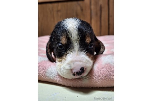 成約済の神奈川県のミックス犬-317451の4枚目
