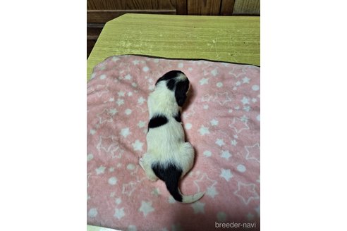 成約済の神奈川県のミックス犬-317451の2枚目