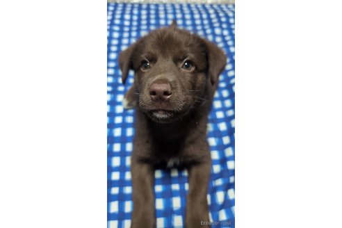 成約済の宮崎県のミックス犬-313353の1枚目