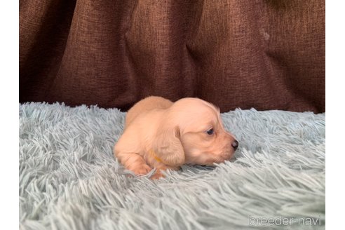 成約済の大分県のミニチュアダックスフンド(ロングヘアード)-317475の17枚目