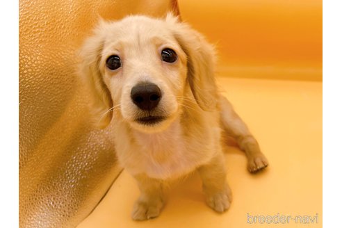 成約済の東京都のミニチュアダックスフンド(ロングヘアード)-310617の3枚目