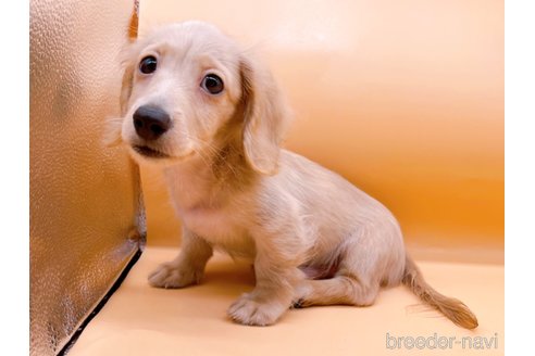 成約済の東京都のミニチュアダックスフンド(ロングヘアード)-310617の4枚目