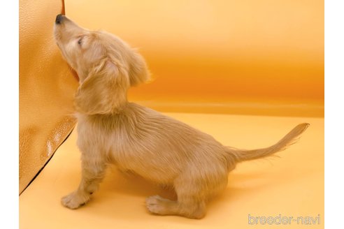 成約済の東京都のミニチュアダックスフンド(ロングヘアード)-310617の6枚目