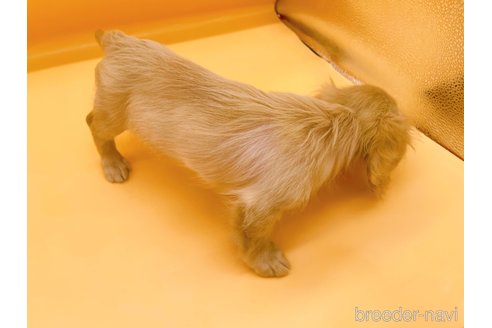 成約済の東京都のミニチュアダックスフンド(ロングヘアード)-310617の7枚目