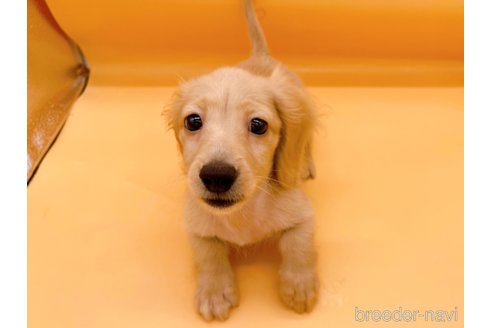 成約済の東京都のミニチュアダックスフンド(ロングヘアード)-310617の8枚目