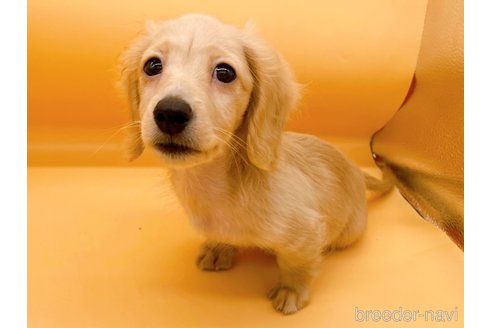 成約済の東京都のミニチュアダックスフンド(ロングヘアード)-310617の9枚目