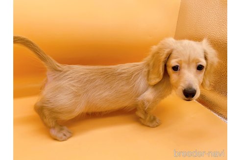 成約済の東京都のミニチュアダックスフンド(ロングヘアード)-310617の2枚目