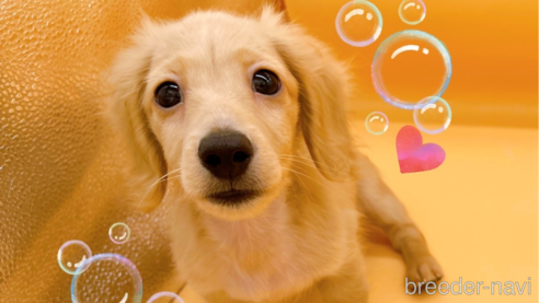 成約済の東京都のミニチュアダックスフンド(ロングヘアード)-310617