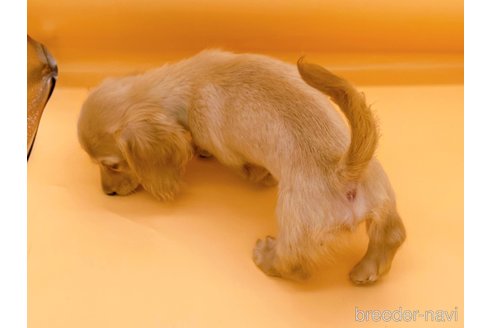 成約済の東京都のミニチュアダックスフンド(ロングヘアード)-310613の14枚目