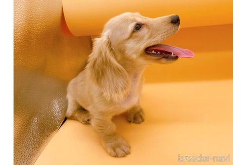 成約済の東京都のミニチュアダックスフンド(ロングヘアード)-310613の12枚目