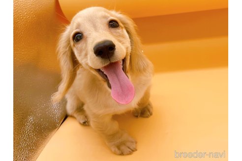 成約済の東京都のミニチュアダックスフンド(ロングヘアード)-310613の11枚目