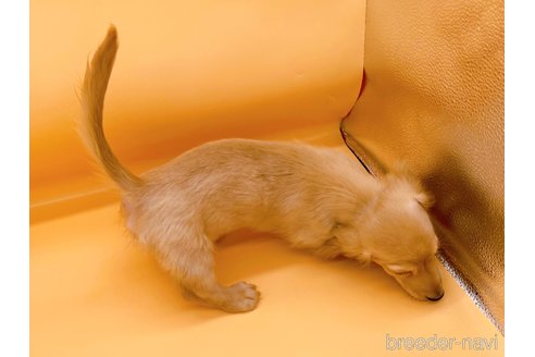 成約済の東京都のミニチュアダックスフンド(ロングヘアード)-310613の9枚目