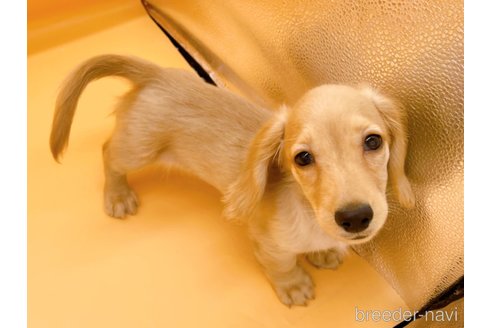 成約済の東京都のミニチュアダックスフンド(ロングヘアード)-310613の10枚目