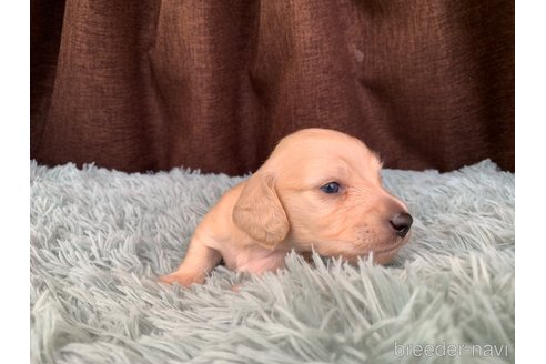 成約済の大分県のミニチュアダックスフンド(ロングヘアード)-317487の11枚目