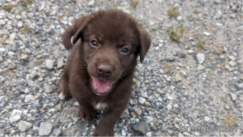 成約済の宮崎県のミックス犬-313353の2枚目