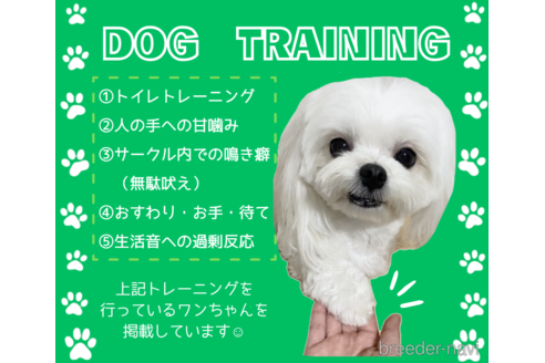 成約済の静岡県のトイプードル-316678の2枚目