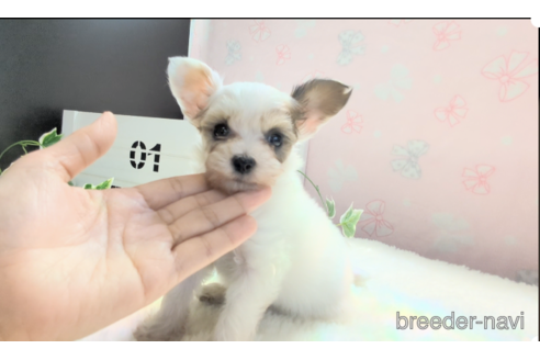成約済の茨城県のミックス犬-317505の1枚目