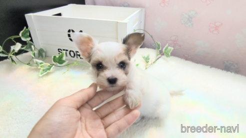 成約済の茨城県のミックス犬-317505の2枚目