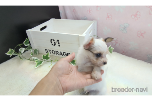 成約済の茨城県のミックス犬-317505の3枚目