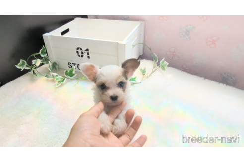 成約済の茨城県のミックス犬-317505の4枚目