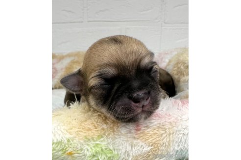 成約済の愛知県のチワワ(ロングコート)-317515の21枚目